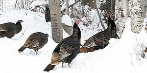 wild turkeys in snow by birch trees