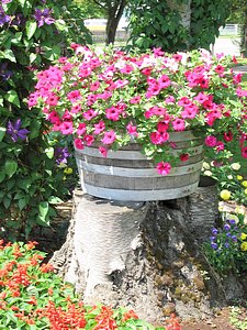 spring picture of spring flowers petunias in barrel