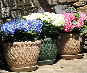 Mothers Day gift of three hydrangeas, one blue, one white, one pink, in pots